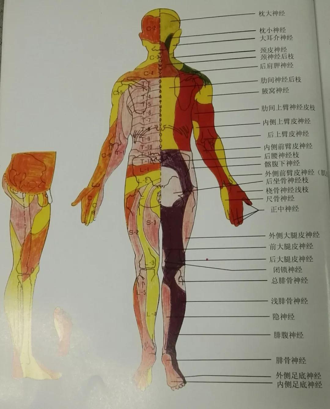人体的脊柱和神经图片素材-编号24551821-图行天下